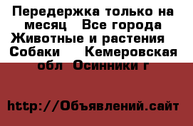 Передержка только на месяц - Все города Животные и растения » Собаки   . Кемеровская обл.,Осинники г.